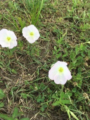 Oenothera speciosa
