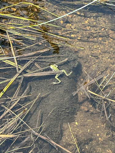 Northern Leopard Frog