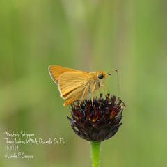 Hesperia meskei