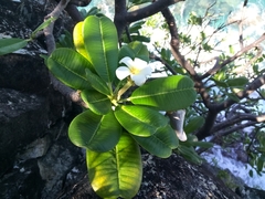 Plumeria obtusa