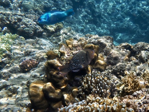 Groenkeel-papegaaivis (Scarus prasiognathos) — Scaridae — 5