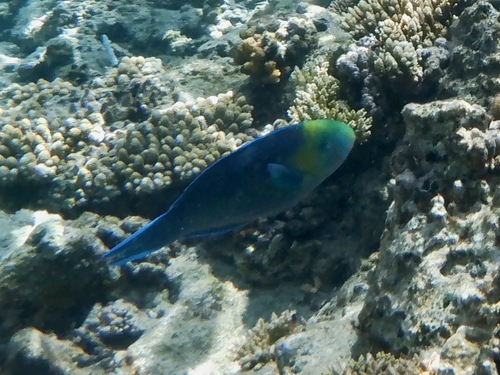 Greensnout parrotfish (Scarus spinus) — Scaridae — 5
