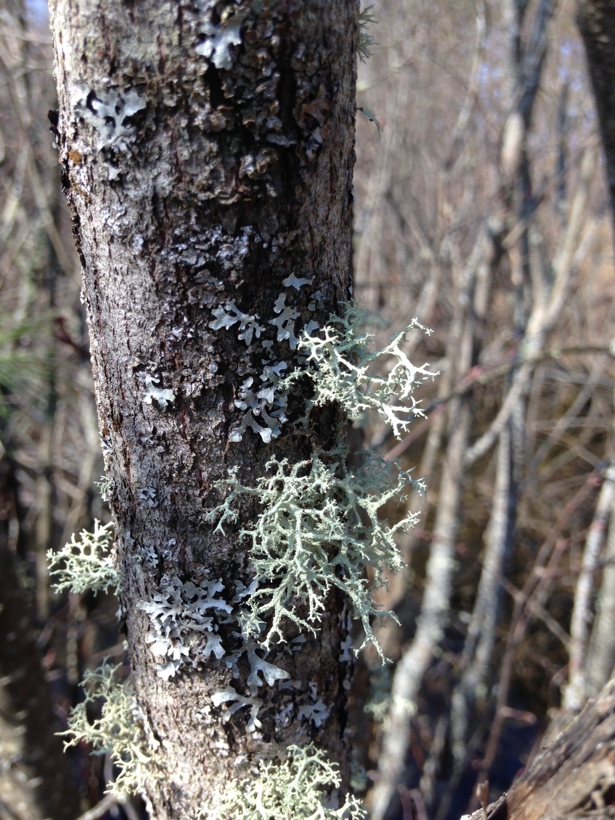 Evernia mesomorpha image