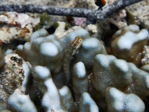 Ecsenius yaeyamaensis observed 2026-07-29