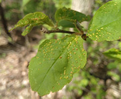 Eriophyes emarginatae