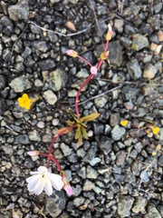 Lewisia oppositifolia