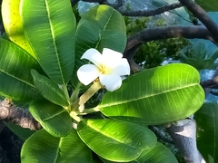 Plumeria obtusa