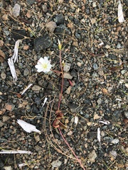 Lewisia oppositifolia