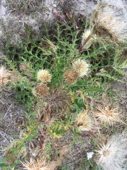 Cirsium horridulum