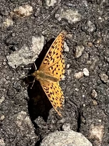 iNaturalist observation photo of Mormon Fritillary