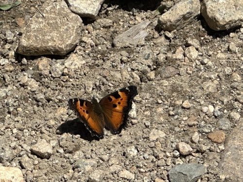iNaturalist observation photo of California Tortoiseshell