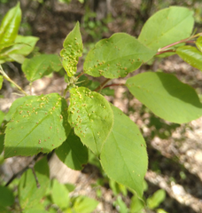 Eriophyes emarginatae