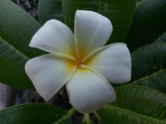Plumeria obtusa