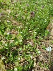 Stellaria