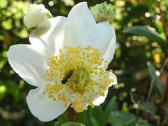 Carpenteria