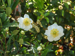 Carpenteria