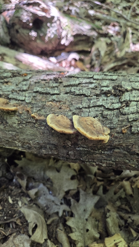 Mustard Yellow Polypore · July 2026 · photo: Photo: (c) Carter Ertel, some rights reserved (CC BY) · iNaturalist