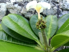 Plumeria obtusa