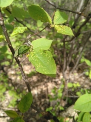 Eriophyes emarginatae