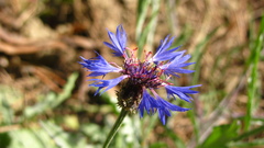 Centaurea montana