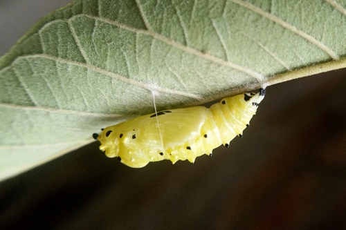 Common Jezebel