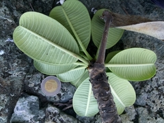 Plumeria obtusa