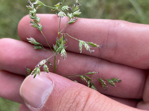 Poa pratensis observed 2026-07-29