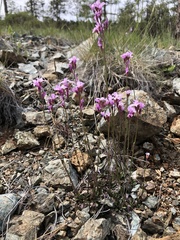 Arabis aculeolata