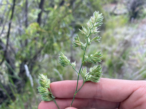 Dactylis glomerata observed 2026-07-29