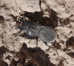 Pasimachus elongatus