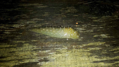 Athoracophorus papillatus