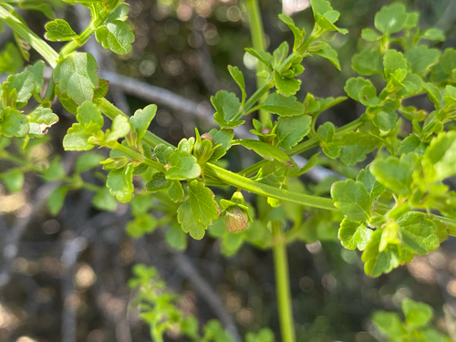 Stenogyne microphylla observed 2026-07-29