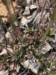 Arabis aculeolata