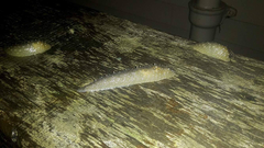 Athoracophorus papillatus