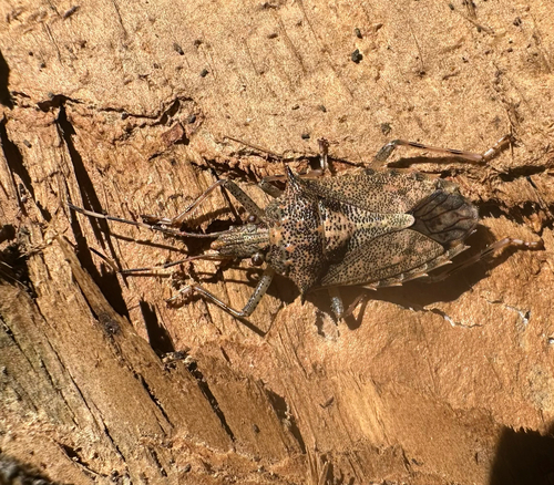 Bromocoris souefi