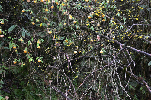 Edgeworthia gardneri, photograph 2