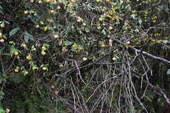 (c) Rohit, some rights reserved (CC BY-SA) Edgeworthia gardneri, photograph (c) Rohit, some rights reserved (CC BY-SA)