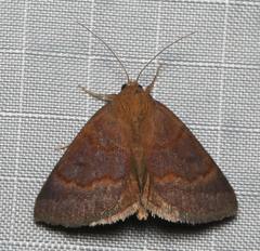 Argyrostrotis deleta