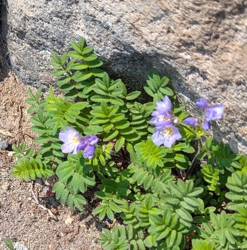 Polemonium californicum