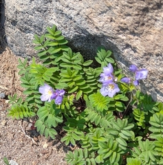 Polemonium californicum