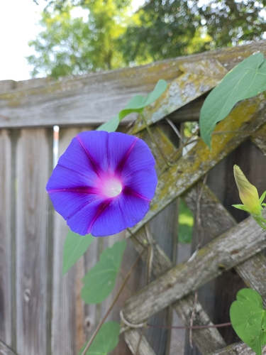 common morning-glory