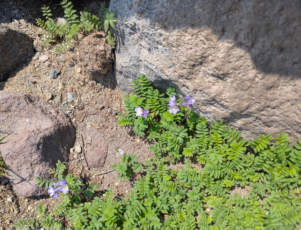 Polemonium californicum; photograph (c) John Brew, some rights reserved (CC BY)