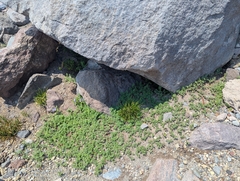(c) John Brew, some rights reserved (CC BY) Polemonium californicum, photograph (c) John Brew, some rights reserved (CC BY)