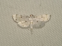 Pycnarmon