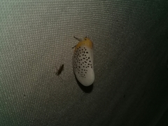 Poekilloptera phalaenoides