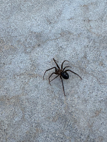 False Black Widow