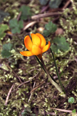 Crocus flavus