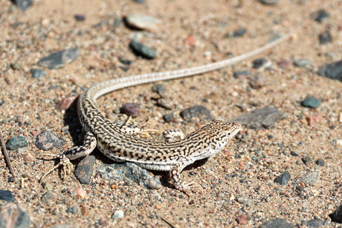 Central Asian Racerunner, Eremias vermiculata
