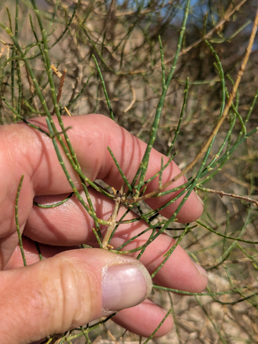 Haloxylon ammodendron, photograph 3