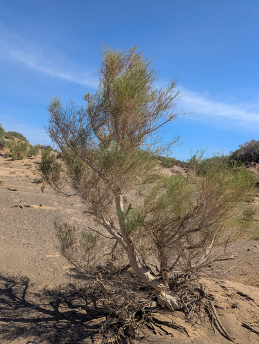 Haloxylon ammodendron, photograph 2